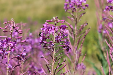 Épilobe à feuilles étroites