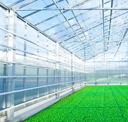 greenhouse