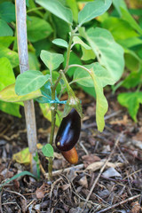 Eggplant