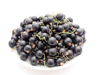 Bonne ceuillette de cassis