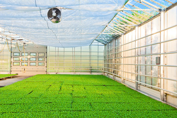 Naklejka premium greenhouse