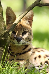 serval (Leptailurus serval) 