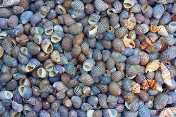 seashells