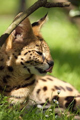 serval (Leptailurus serval) 