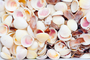 seashells