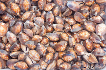 seashells
