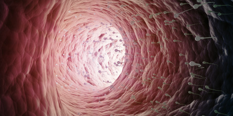 Sperm cells inside  ductus deferens