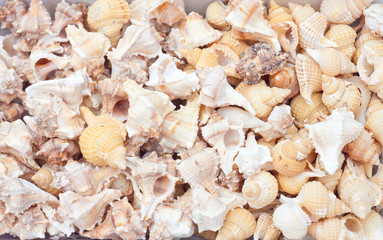 seashells