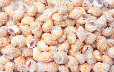 seashells