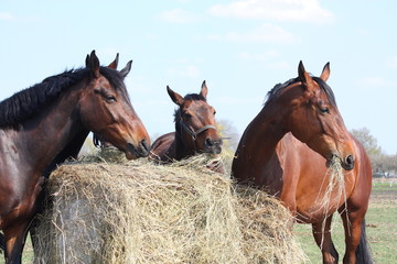 Horse herd eating hay