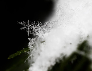 snow on fir branches, macro