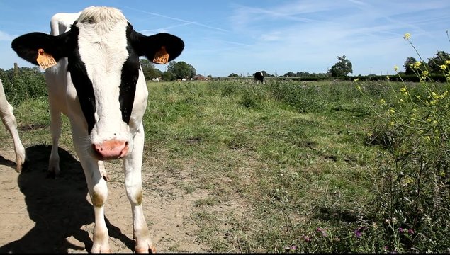 vache