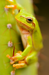 Frog on a flower
