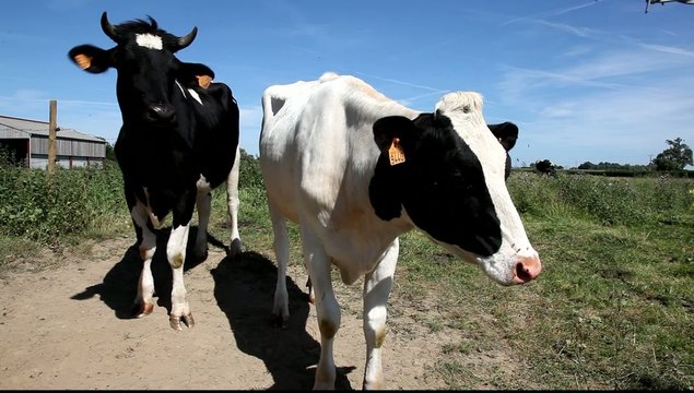 vache