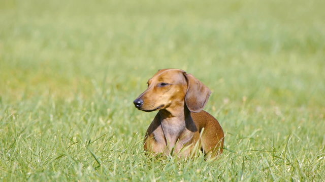 HD - Dog on the lawn