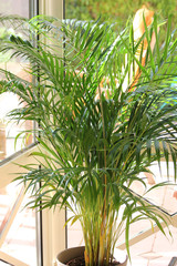 Innedeko - Palme