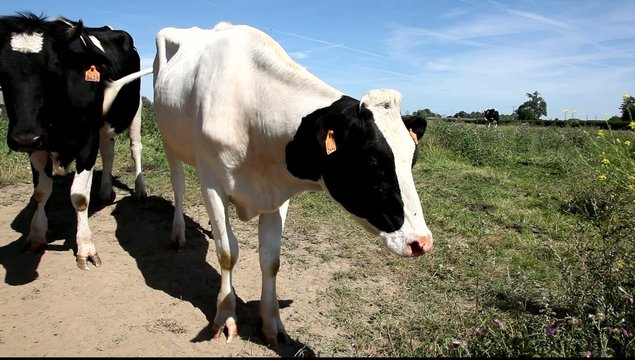 vache