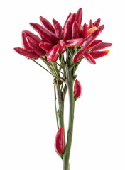 Bunch of Red hot chili
