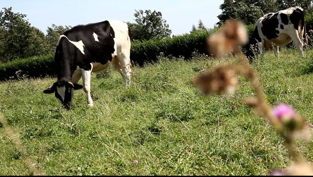 vache