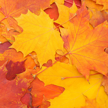 Autumn colorful background of mapple leaves