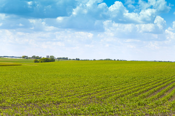 American Farmland