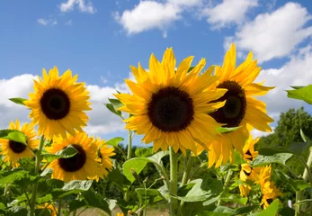 Foto auf Acrylglas Sonnenblume Sonnenblumen