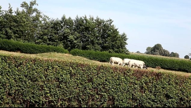 vache