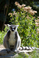 Lemur Sitting Sadly Alone