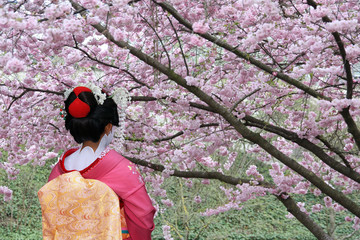 Naklejka premium Gejsza i kwitnące drzewo Sakura