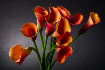 Orange Calla lily (Zantedeschia aethiopica) over black