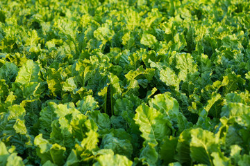 Feld mit Zuckerrüben in Morgensonne