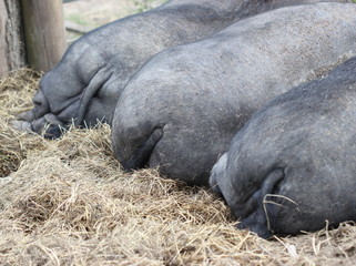 Drei Hängebauchschweinpopos