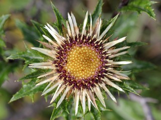 Gold-Distel (Carlina vulgaris)