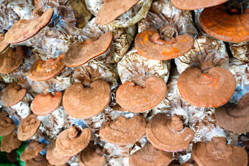 Lingzhi mushrooms