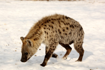 Hyène dans la neige 