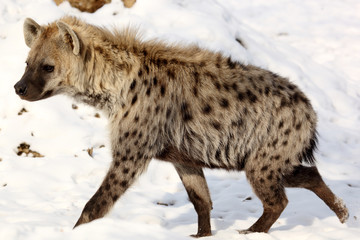 Hyène dans la neige 