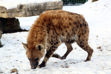 Hyène dans la neige 