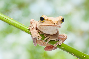 Frog on green bokeh background