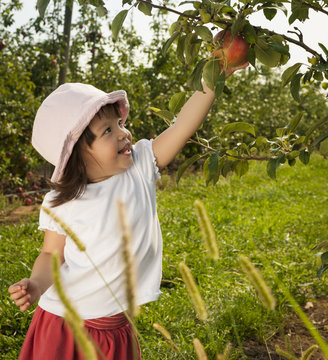 Girl Picking Apple