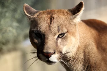 Fotobehang Puma (gekleurde kat) © Leca Isabelle
