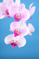 Fototapeta na wymiar Piękne różowa orchidea
