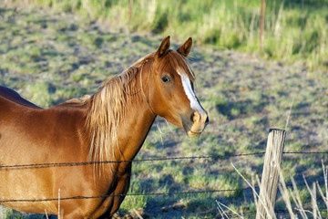 Fototapeta premium hourses at the meadow