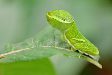 Portrait of a big green caterpillar (Papilio dehaanii) on a leaf