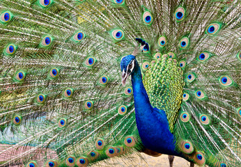 Fototapeta na wymiar Peacock podnieść jego pióra