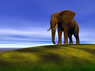 Fototapeta na wymiar słoń