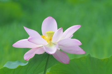 Fototapeta premium ハスの花