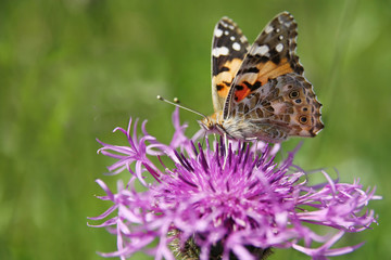 Butterfly - Painted Lady on a thistle flower