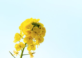 青空背景の菜の花