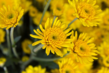 Yellow Chrysanthemums flowers