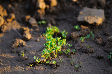 Spinach seedlings